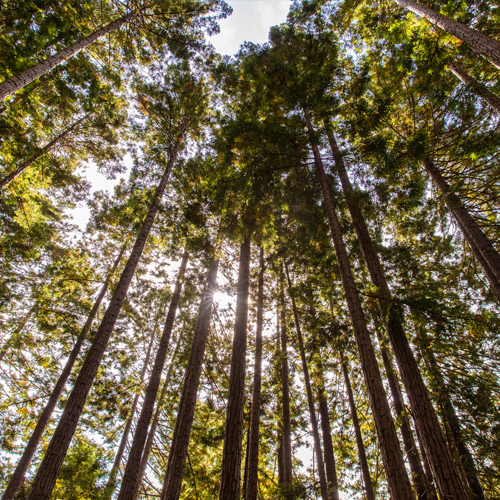 Sustainability